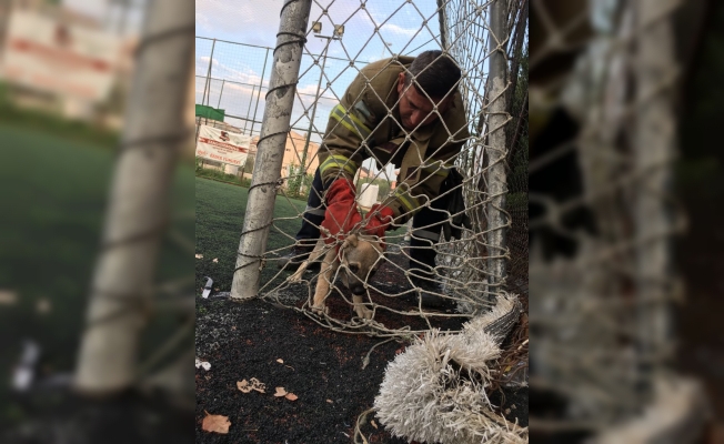 Halı sahada kale ağına takılan yavru köpek kurtarıldı