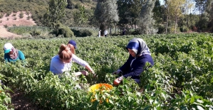 Kocaeli'de çiftçilere 