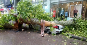 Kocaeli'de ağaç yola devrildi: 1 yaralı