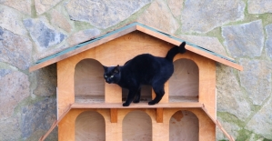 Beykoz Belediyesinden sokaklara kedi evleri