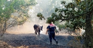 Edirne Jandarma, Lalapaşa'da yangında hayvanları kurtardı